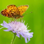 Animes Parecidos Com Attack On Titan