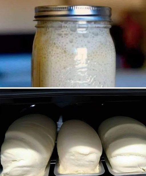 Fermento de pão caseiro maravilhoso