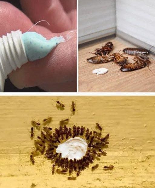 Como afastar baratas e formigas usando o truque da pasta de dentes
