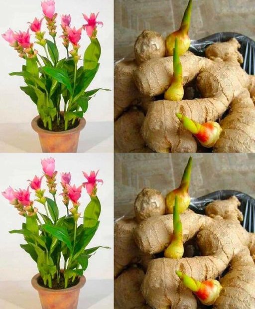Como plantar gengibre em casa de maneira simples e rápida