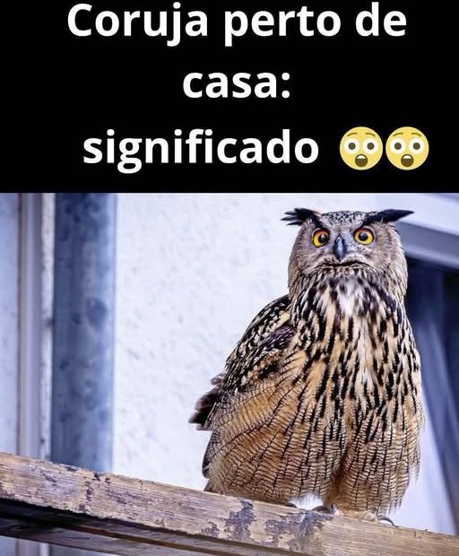 Quando uma coruja aparece perto de sua casa significa que