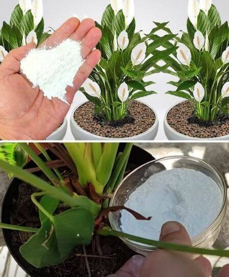 Receita para Florescer Sem Parar